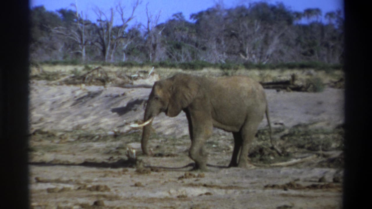 1969 8mm frame from South Africa showing a lone tusked elephant walking left across dry muddy ground with sparse trees in back.