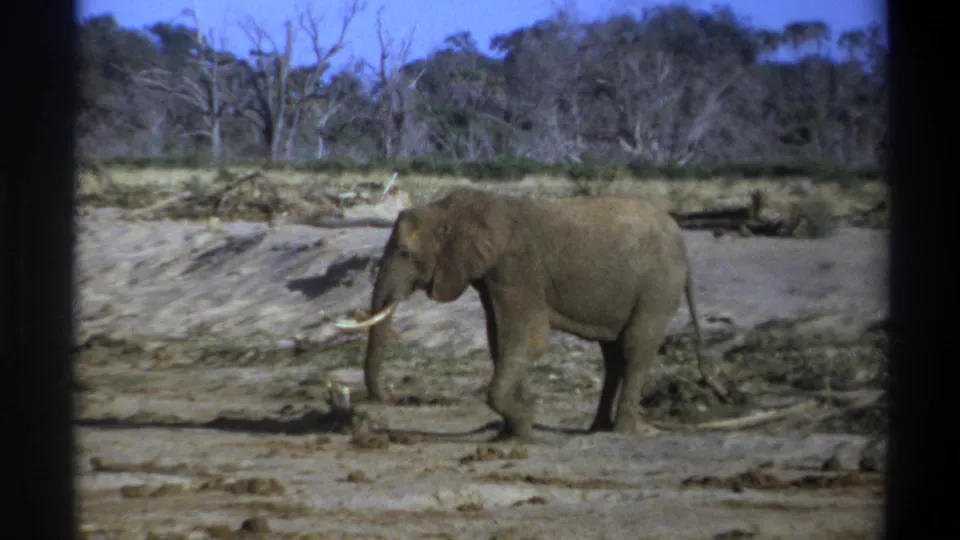 1969 8mm frame from South Africa showing a lone tusked elephant walking left across dry muddy ground with sparse trees in back.