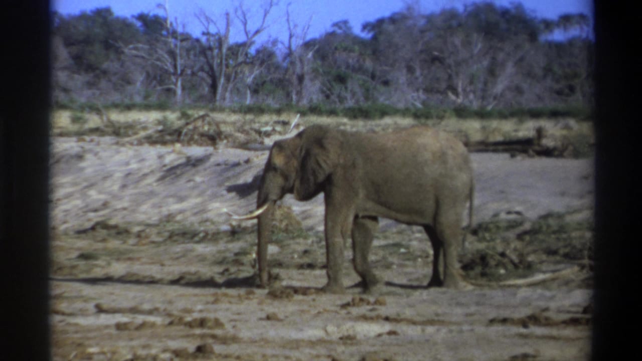 Elephant in side profile walking left near a dry bank and scrub vegetation.