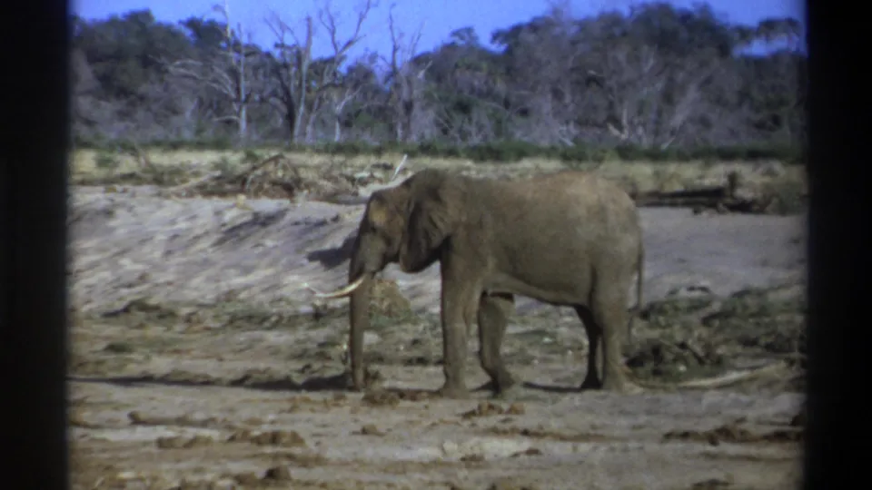 1969 South Africa home-movie frame showing the elephant in side profile, tusks visible, moving through a dry open area.
