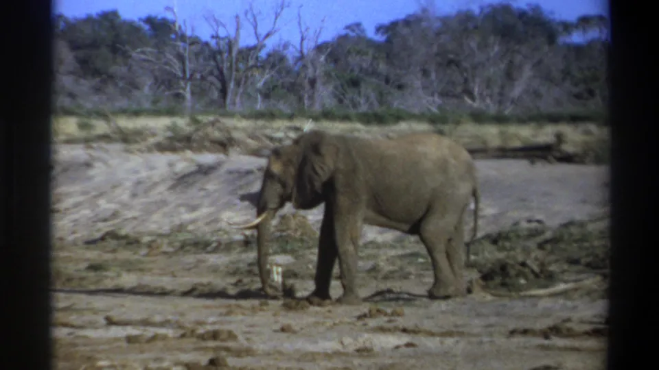 Archival 8mm frame from 1969 South Africa showing a lone elephant with trunk lowered in a dry clearing.