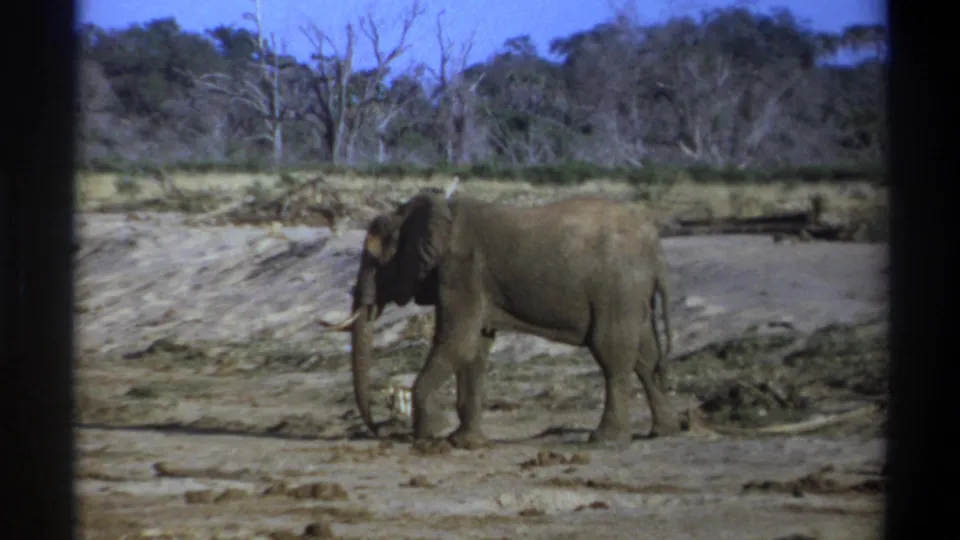 1969 South Africa 8mm frame showing the tusked elephant near the center of a dry clearing with scrub and trees behind it.