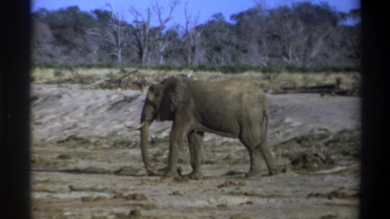 1969 South Africa 8mm frame showing a tusked gray elephant walking through a dry muddy riverbed with brush and trees in the background.