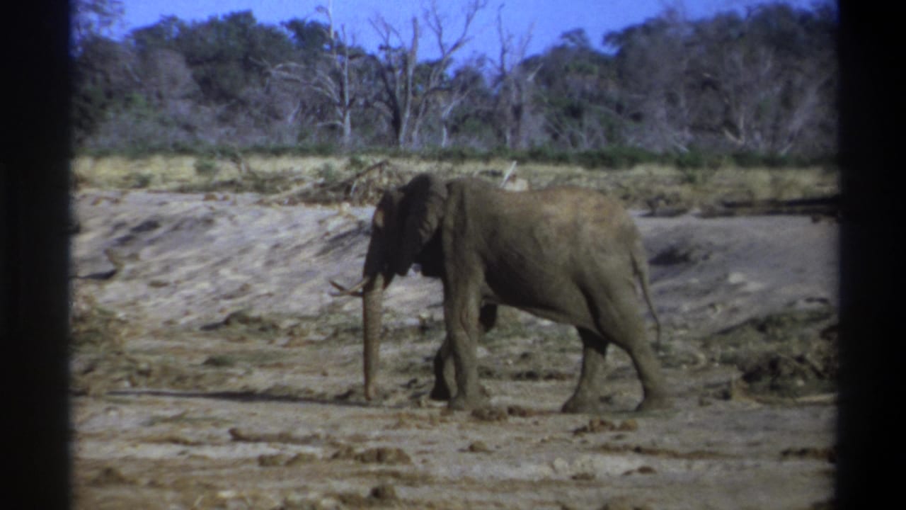 Elephant walking left across a dry riverbed, framed by dark film borders.