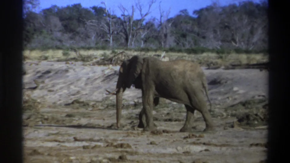 1969 South Africa home-movie frame of a gray elephant walking left across pale muddy ground beneath a bright blue sky.