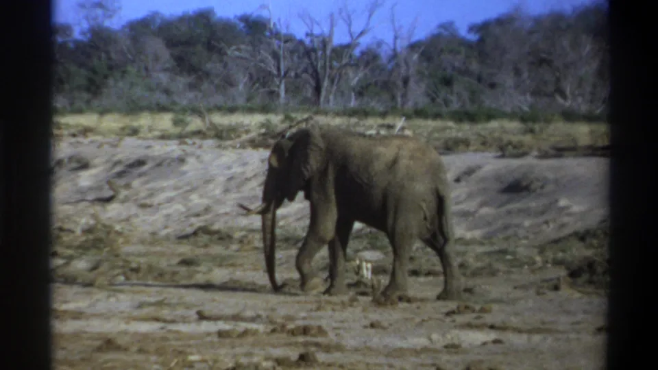 1969 Cape Town area 8mm frame showing a tusked elephant mid-stride across a muddy flat with sparse woodland behind it.
