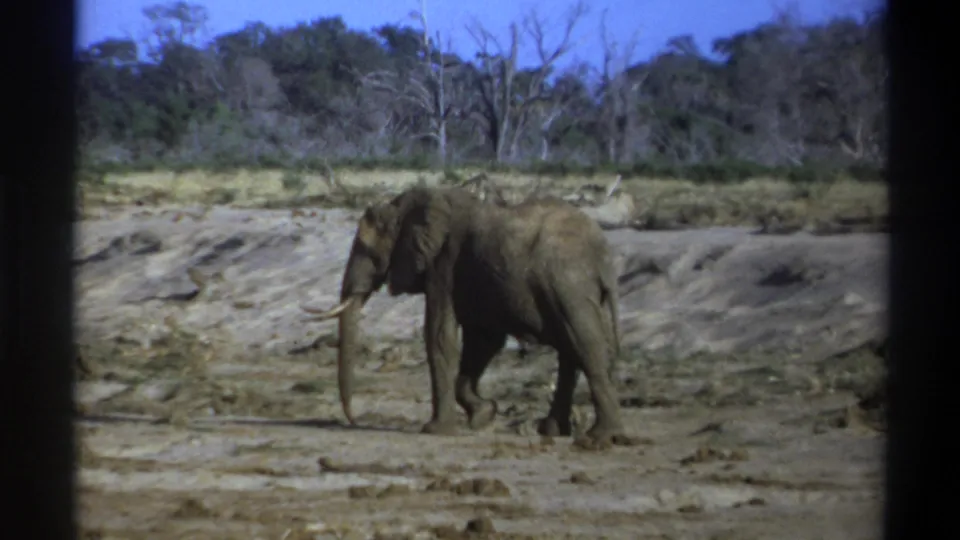 1969 South Africa 8mm frame of an elephant walking through a dry, muddy landscape with trees, brush, and blue sky behind it.
