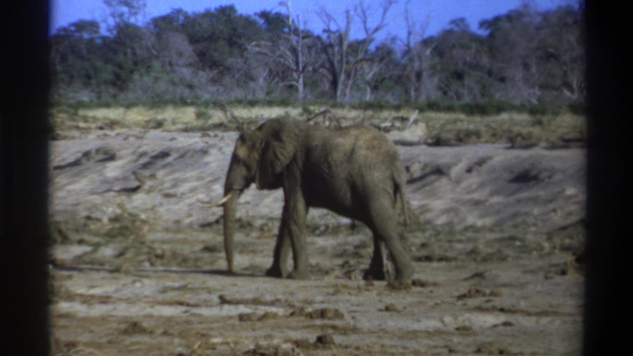 1969 South Africa 8mm frame showing an elephant walking left across cracked dry ground with sparse trees in the background.