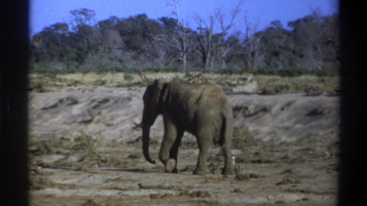 Elephant seen in profile walking across a dry clearing near low trees.