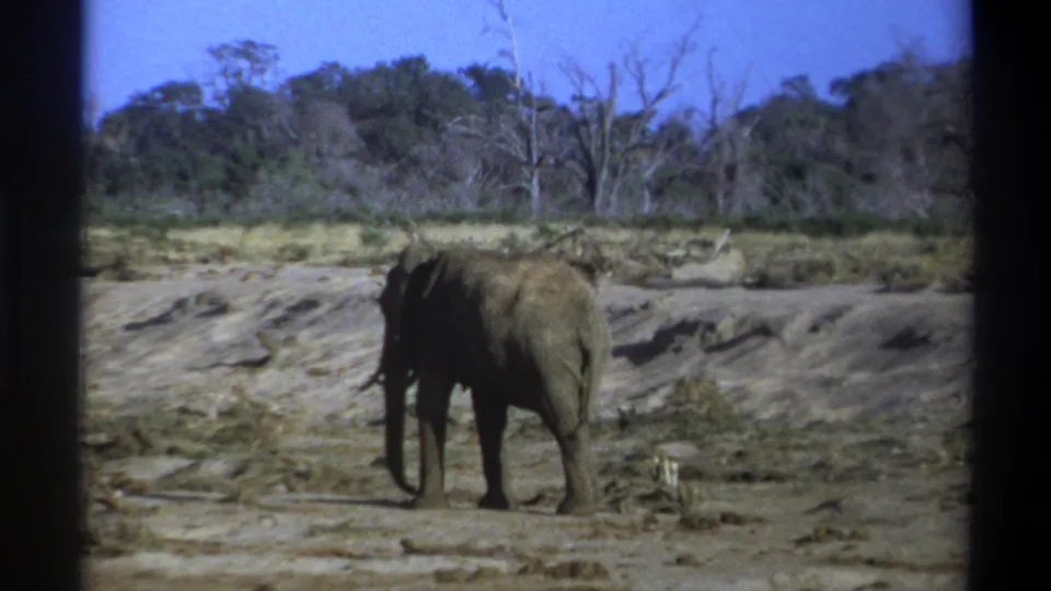 1969 South Africa 8mm frame showing the elephant farther along its path across pale dry earth and scrub.
