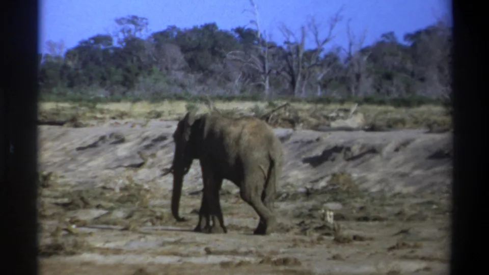 1969 South Africa 8mm frame showing an elephant walking rightward across dry ground in a sparse wooded landscape.