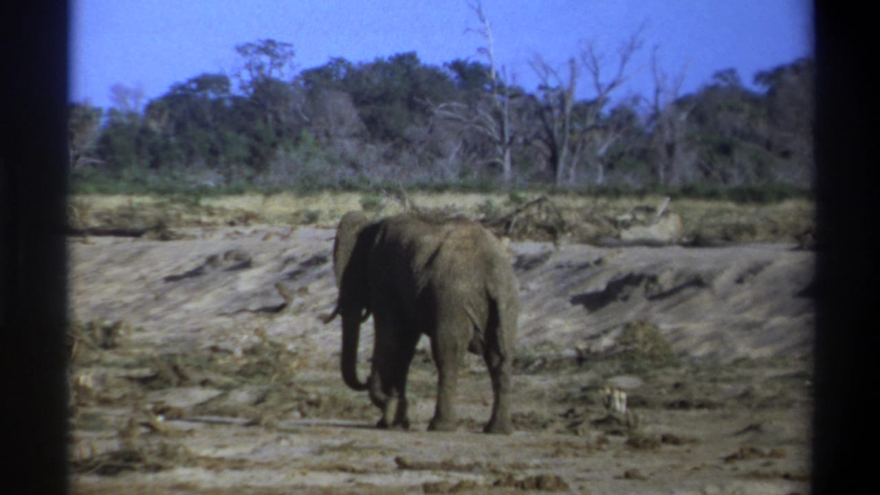 1969 8mm frame from South Africa showing an elephant mid-step on dry open ground with brush and bare trees in the background.