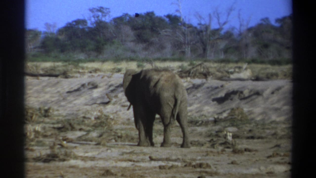 1969 8mm South Africa frame showing the elephant from behind as it stands on cracked ground near scrub and trees.