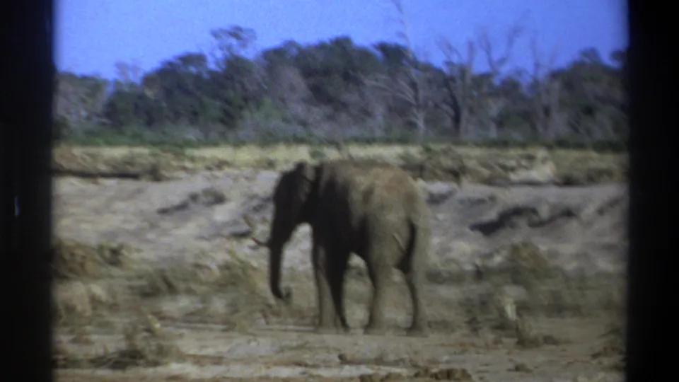 1969 8mm South Africa frame showing the elephant beginning to turn toward the camera on a dry, brush-lined plain.
