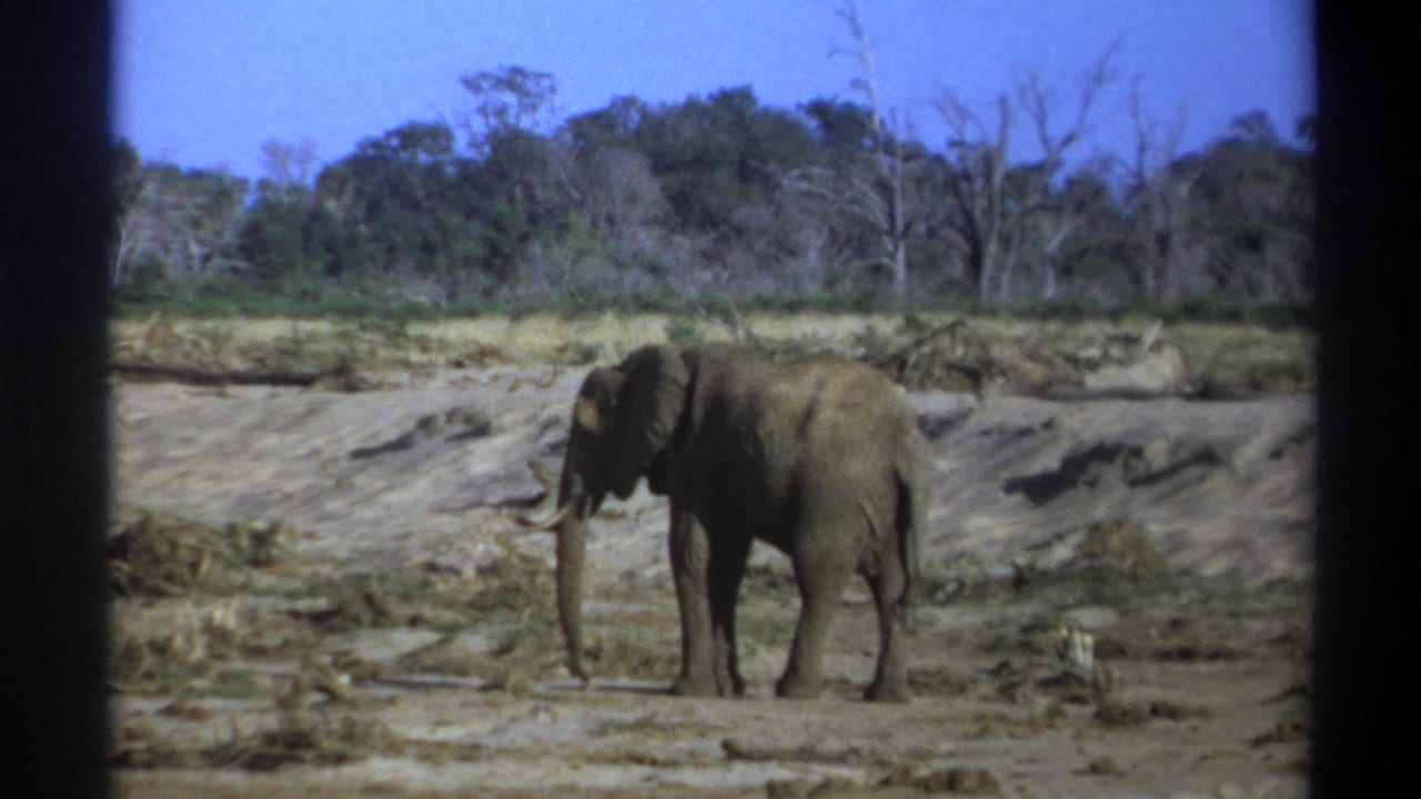 1969 8mm footage near Cape Town shows a solitary tusked elephant standing in a dry riverbed before a mixed green and leafless tree line.