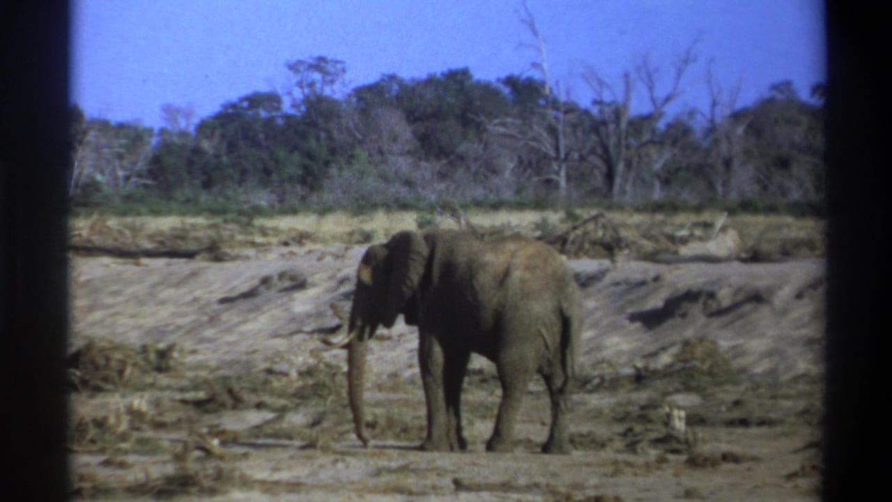 Elephant standing nearly still in a dry riverbed beside scattered brush and trees.