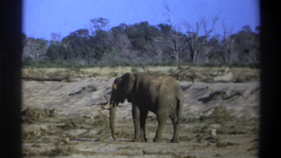The elephant remains mostly still in the dry riverbed, framed by 8mm film borders and a wooded background near Cape Town, South Africa.