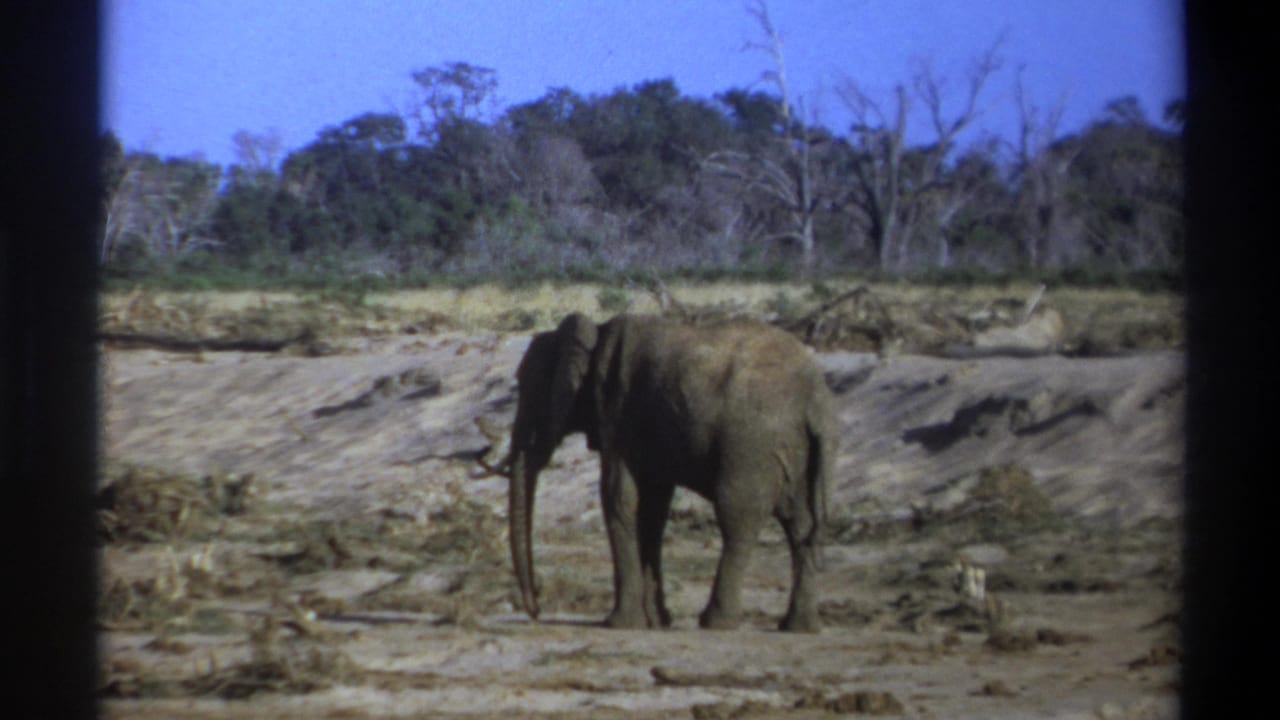 Lone elephant standing on dry gravel with scrub and trees behind it.