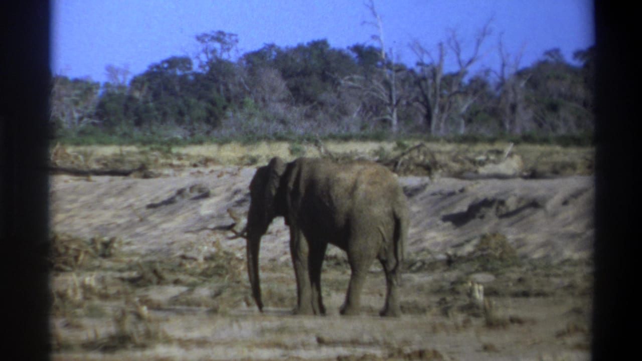 Elephant standing nearly still on dry ground with a wooded background.