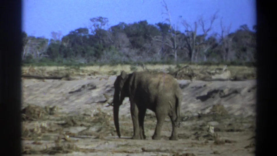 1969 Cape Town home-movie still with a lone elephant on gravelly terrain, framed by scrub, trees, and visible 8mm borders.