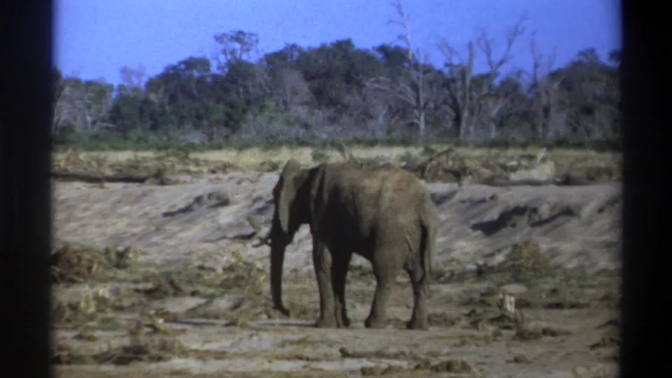 1969 Cape Town frame showing a solitary elephant in a dry clearing, with sparse vegetation, trees, blue sky, and dark film borders.