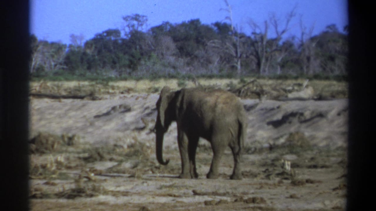 1969 8mm frame from South Africa showing one elephant in profile on sandy ground with scrub and trees in the background.