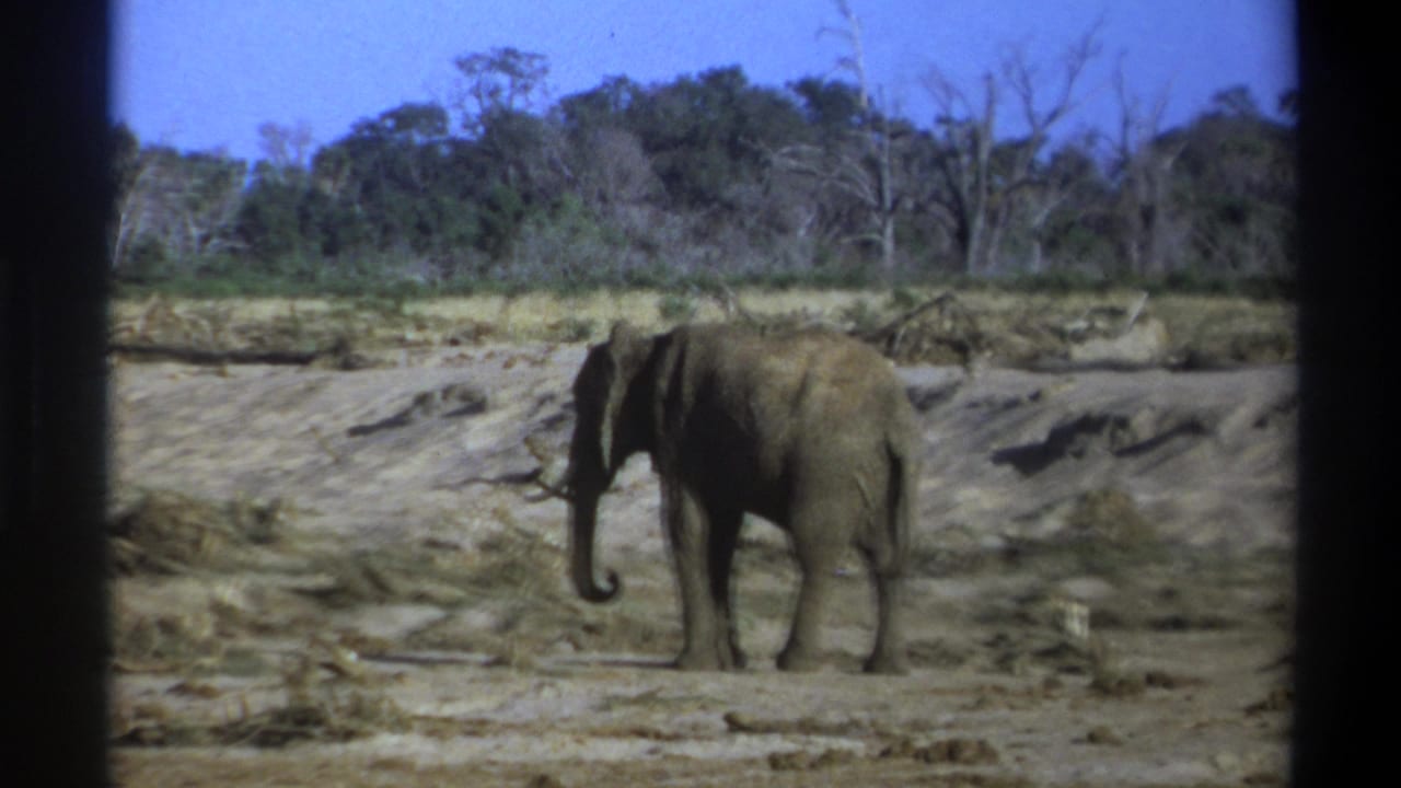 Elephant in profile on sandy ground with a wooded background.