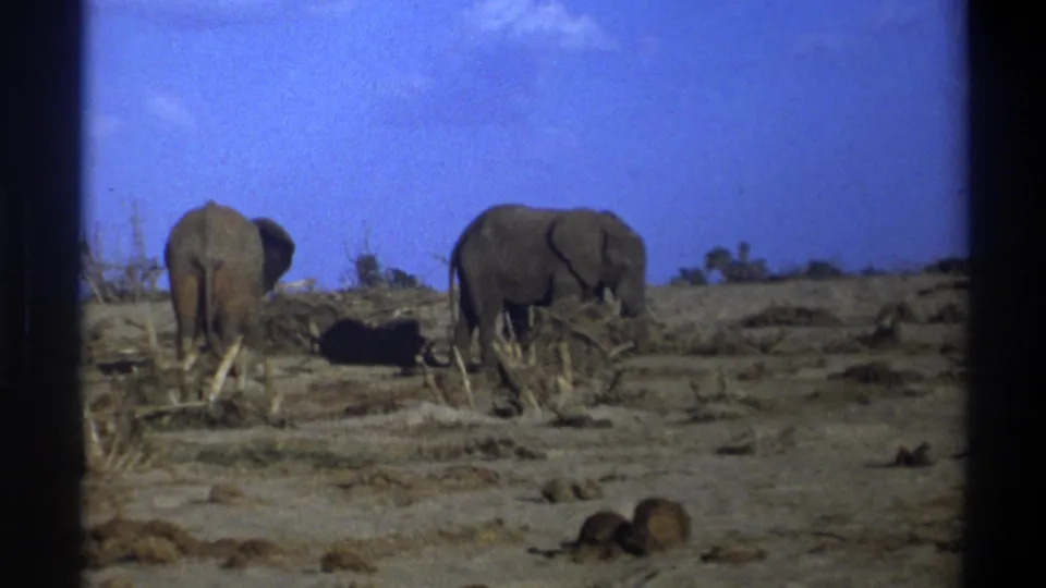 1969 8mm frame from South Africa showing two elephants separated across a dry clearing with scrub and low trees behind them.