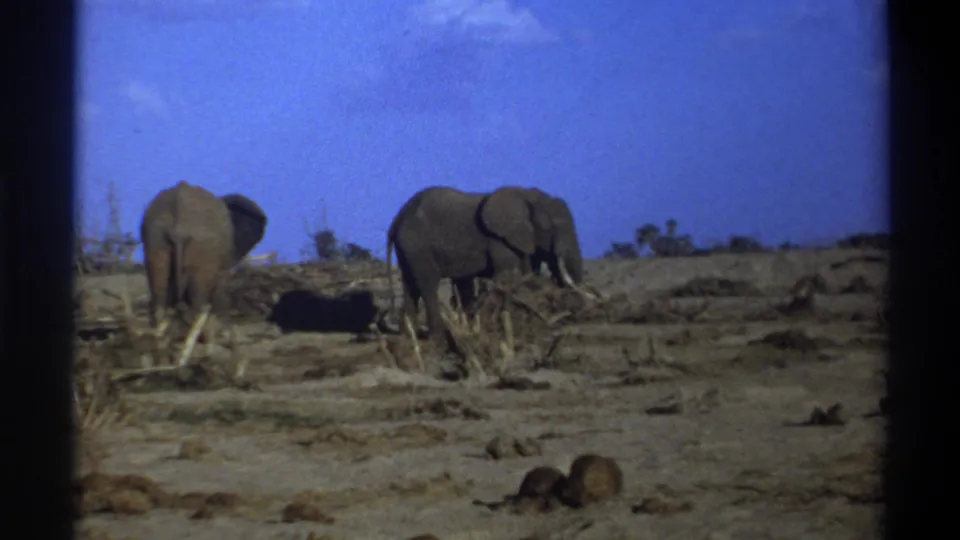 1969 8mm South Africa wildlife frame showing two elephants in a dry clearing, with one partly turned away and one facing right.
