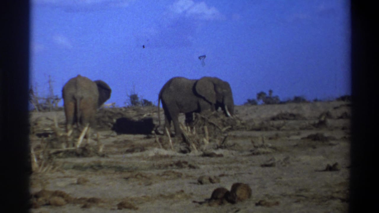 1969 South Africa 8mm frame showing two elephants on dry sandy terrain with sparse branches and a blue sky.