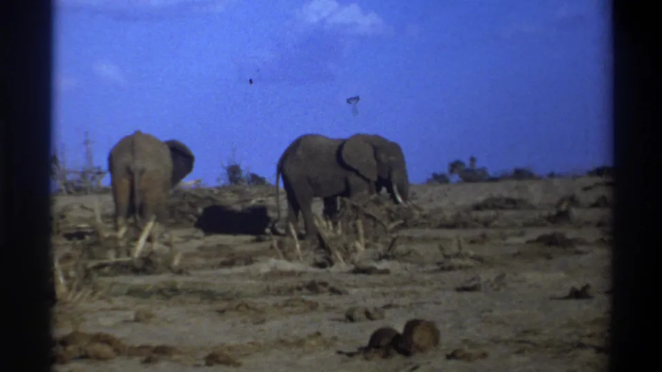 1969 South Africa 8mm frame showing two elephants on dry sandy terrain with sparse branches and a blue sky.