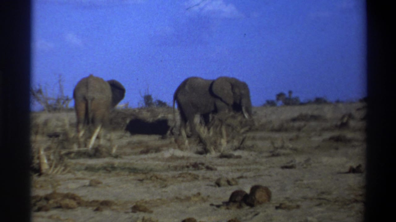 1969 South Africa home-movie frame with two elephants in a dry savannah-like setting under a bright blue sky.