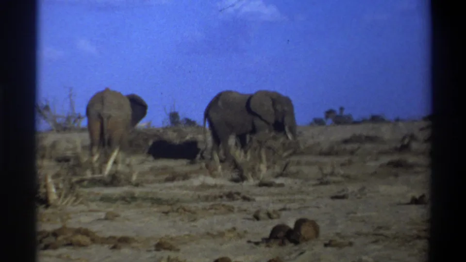 1969 South Africa home-movie frame with two elephants in a dry savannah-like setting under a bright blue sky.