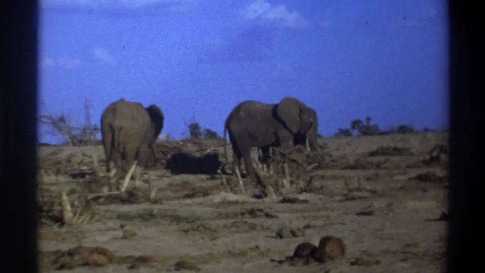 Vintage 8mm frame from South Africa in 1969 showing two elephants on sandy ground with brush and dark gate borders.
