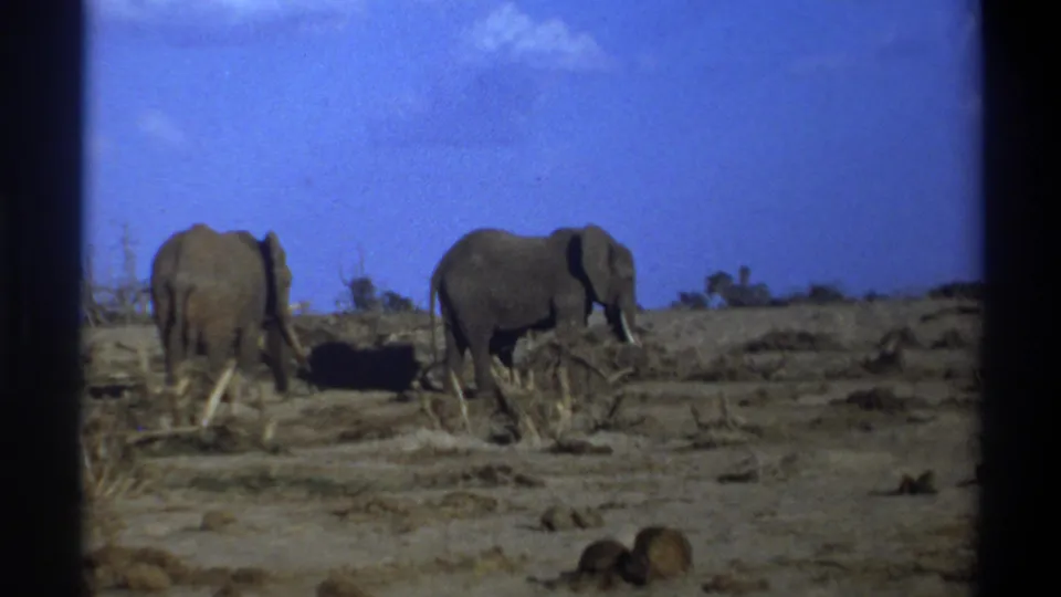 1969 South Africa 8mm frame with two elephants separated across a dry, brush-strewn landscape under blue sky.