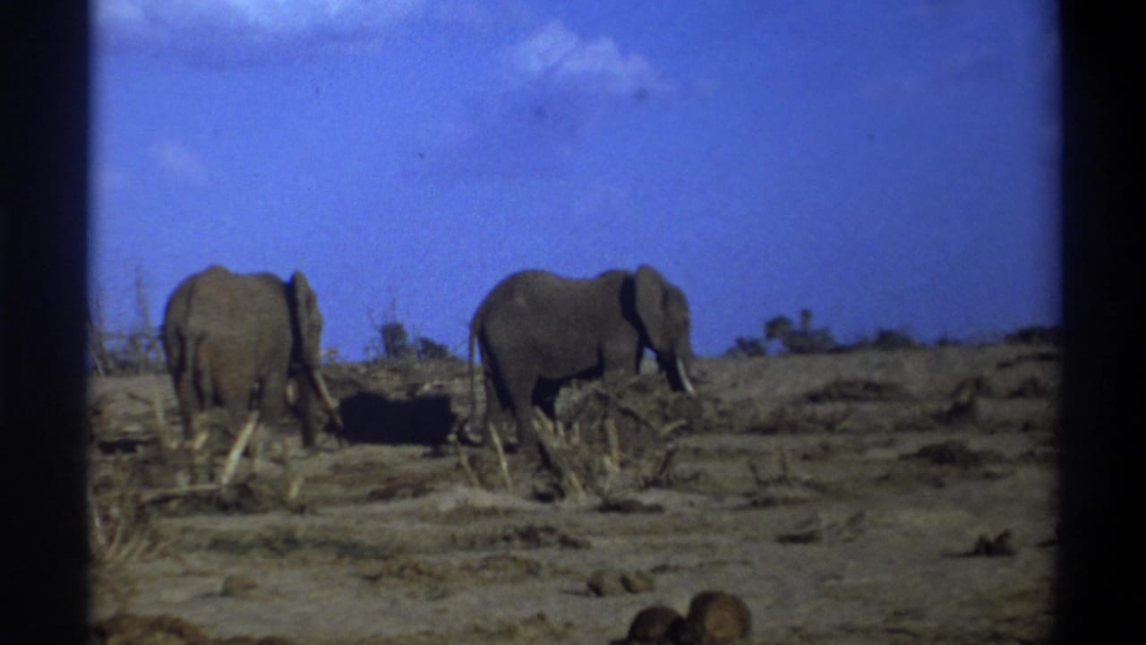 Two elephants graze or stand in a barren savanna-like landscape in 1969 Cape Town, South Africa footage.