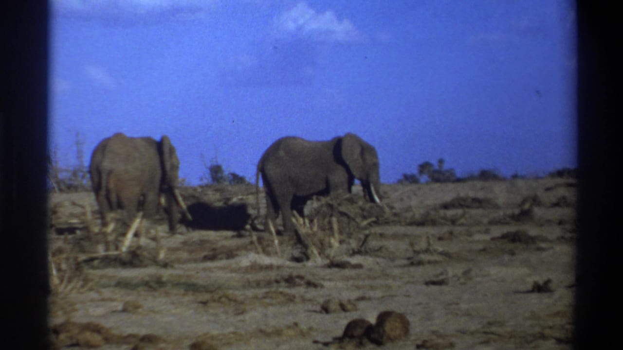 Two elephants move slowly across dry ground with low brush nearby.