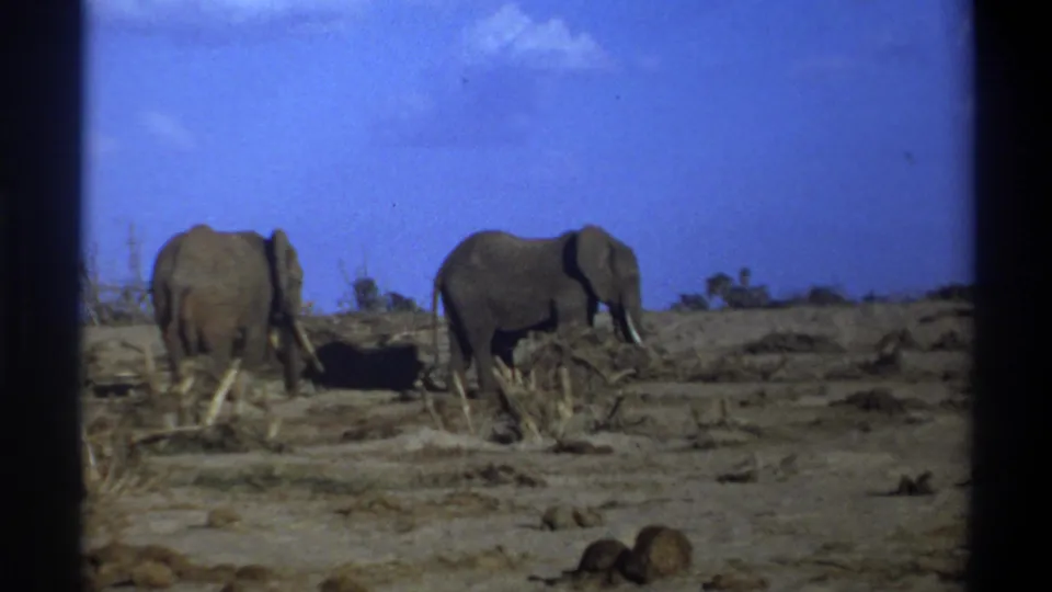 Two elephants appear in a dry, open habitat with scrub and rocks in archival Cape Town, South Africa footage from 1969.