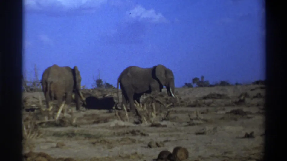 Two elephants are filmed from a distance on dry terrain with sparse vegetation in 1969 South Africa home-movie footage.