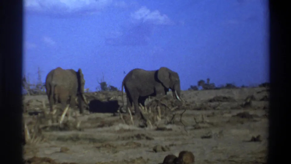 The final frame holds on two elephants in a barren savanna-like setting under a blue sky in 1969 Cape Town footage.