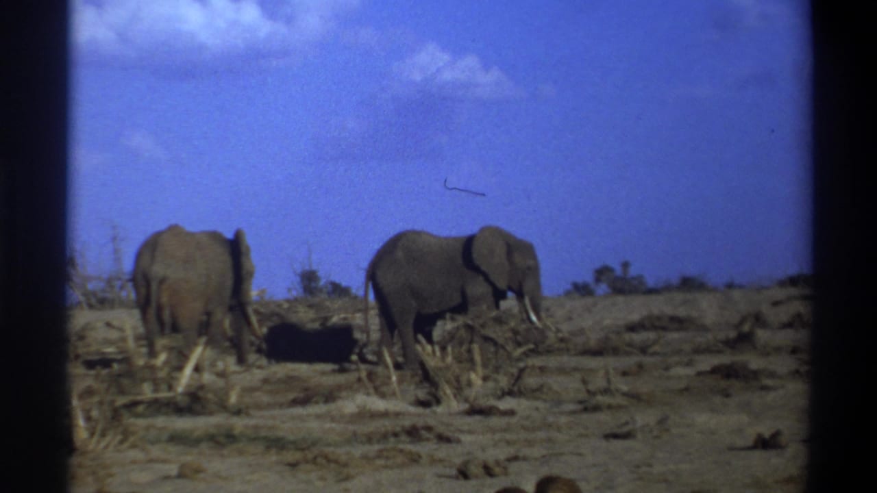 1969 8mm home-movie frame from Cape Town metadata showing two elephants in a dry open field, one turned away and one angled right.