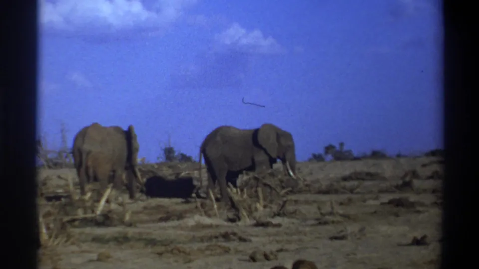 1969 8mm home-movie frame from Cape Town metadata showing two elephants in a dry open field, one turned away and one angled right.