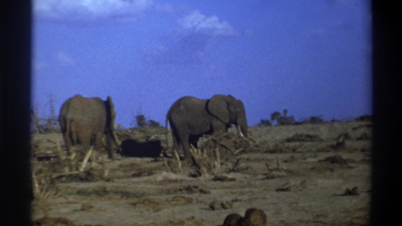 Two elephants remain in a dry field, one facing away and one angled to the side.