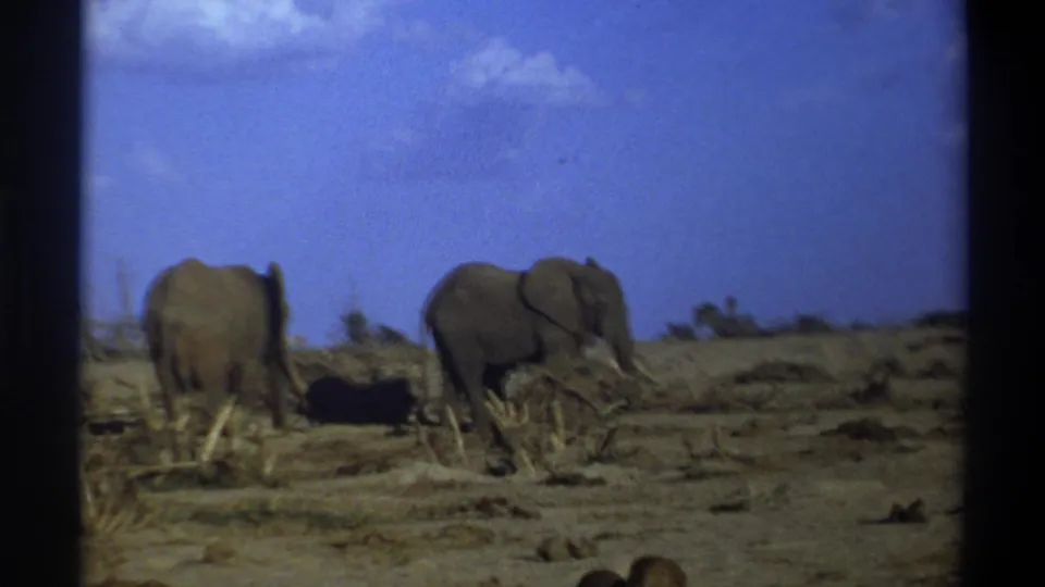 8mm frame from the 1969 Cape Town clip with two elephants in a dry field, viewed from a stationary amateur camera position.