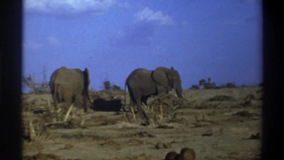 Final 1969 Cape Town 8mm frame showing two elephants still standing in a dry open field with sparse vegetation and a blue sky.