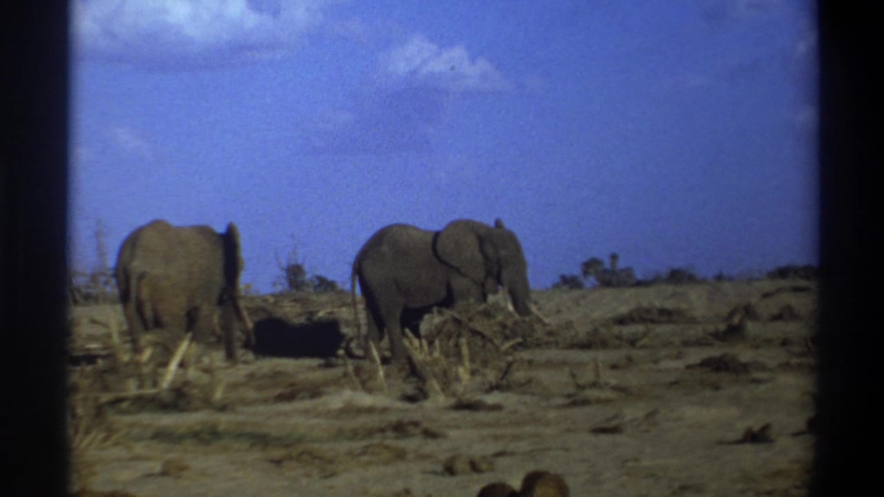 1969 Cape Town metadata-supported 8mm frame showing two elephants on dry terrain with sparse brush and a blue sky.