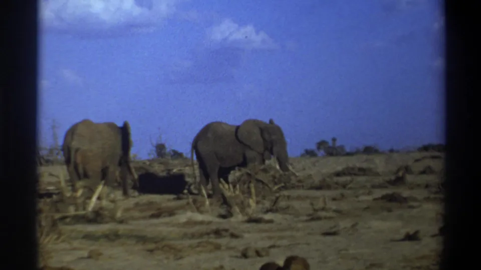 1969 Cape Town metadata-supported 8mm frame showing two elephants on dry terrain with sparse brush and a blue sky.