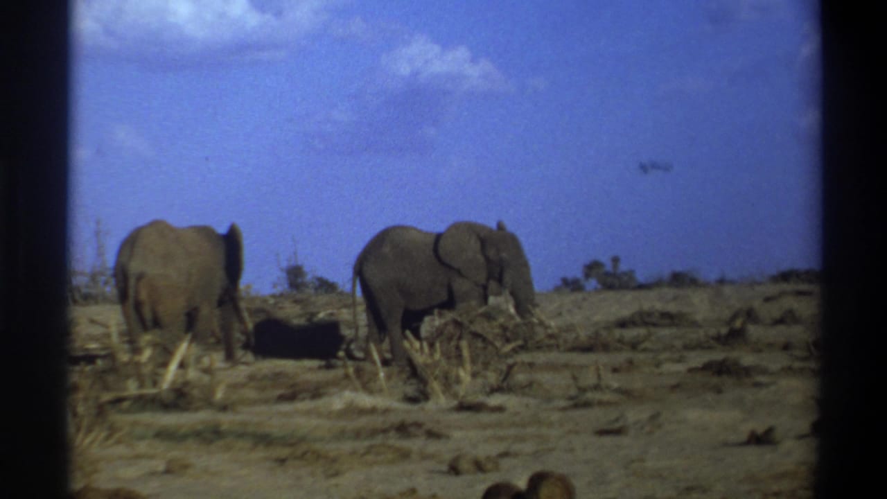 Metadata places this 8mm wildlife view in 1969 Cape Town, with two elephants moving slowly across dry savanna-like ground.