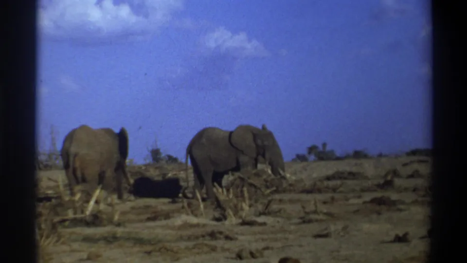 1969 8mm frame showing two elephants in a dry South African landscape, with visible grain and soft home-movie focus.