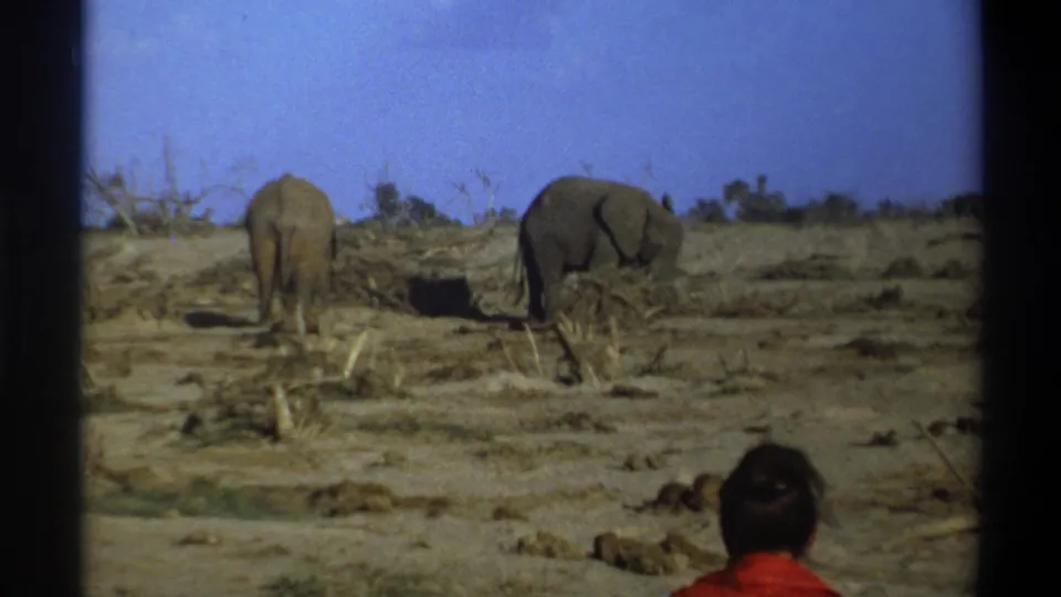 The final 1969 Cape Town 8mm frame shows two distant elephants and a red-shirted observer in the foreground.